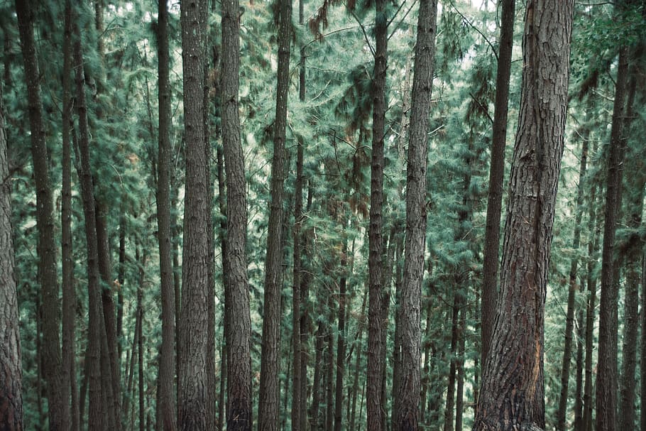 brown trees, forest, plant, trunk, tree trunk, woodland, nature HD wallpaper