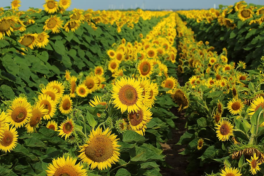 sunflowers, fields, yellow, nature, summer, agriculture, color HD wallpaper