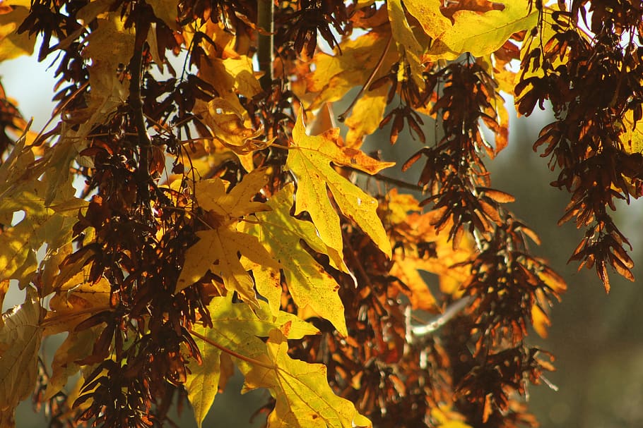 leaf, fall, autumn, nature, leaves, colorful, shadow, forest HD wallpaper
