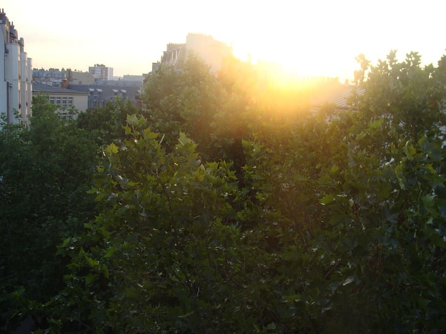 paris, france, le marais, street, summer, sun, trees, building, HD wallpaper