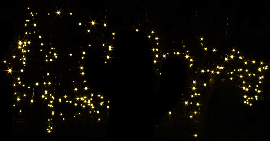 lights, tree, cactus, christmas, christmas light, christmas background HD wallpaper
