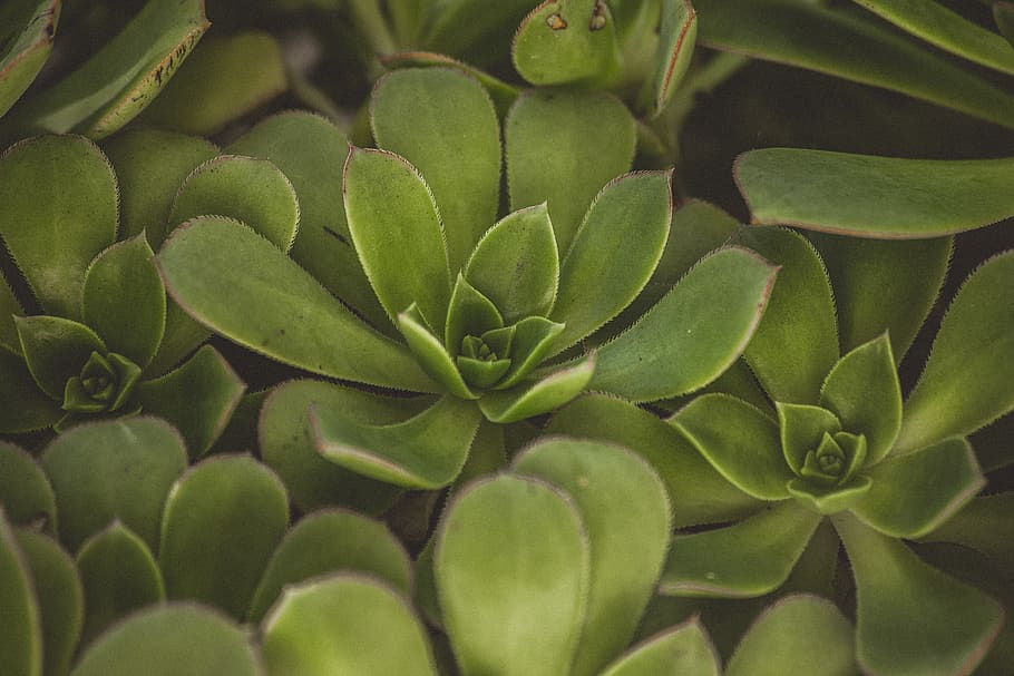 green leafed plant, plant part, green color, growth, beauty in nature HD wallpaper