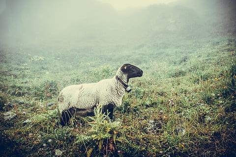 day, grass, green, hill, mountain, pasture, sheep, bell, agriculture HD wallpaper