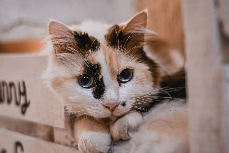 pet cat laying down, mammal, domestic, pets, domestic cat, domestic animals HD wallpaper