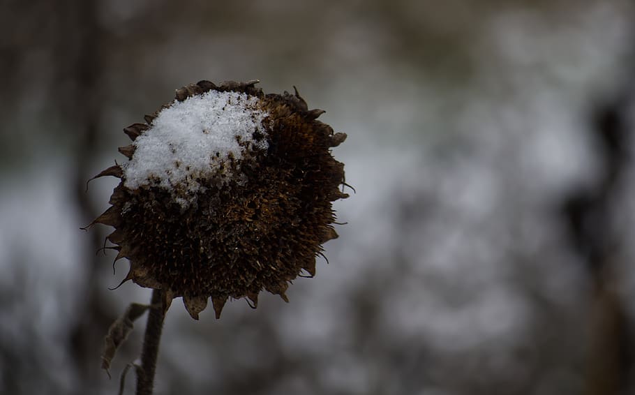 sunflower, winter, snow, snowfall, frozen, frost, seasons, flowers HD wallpaper