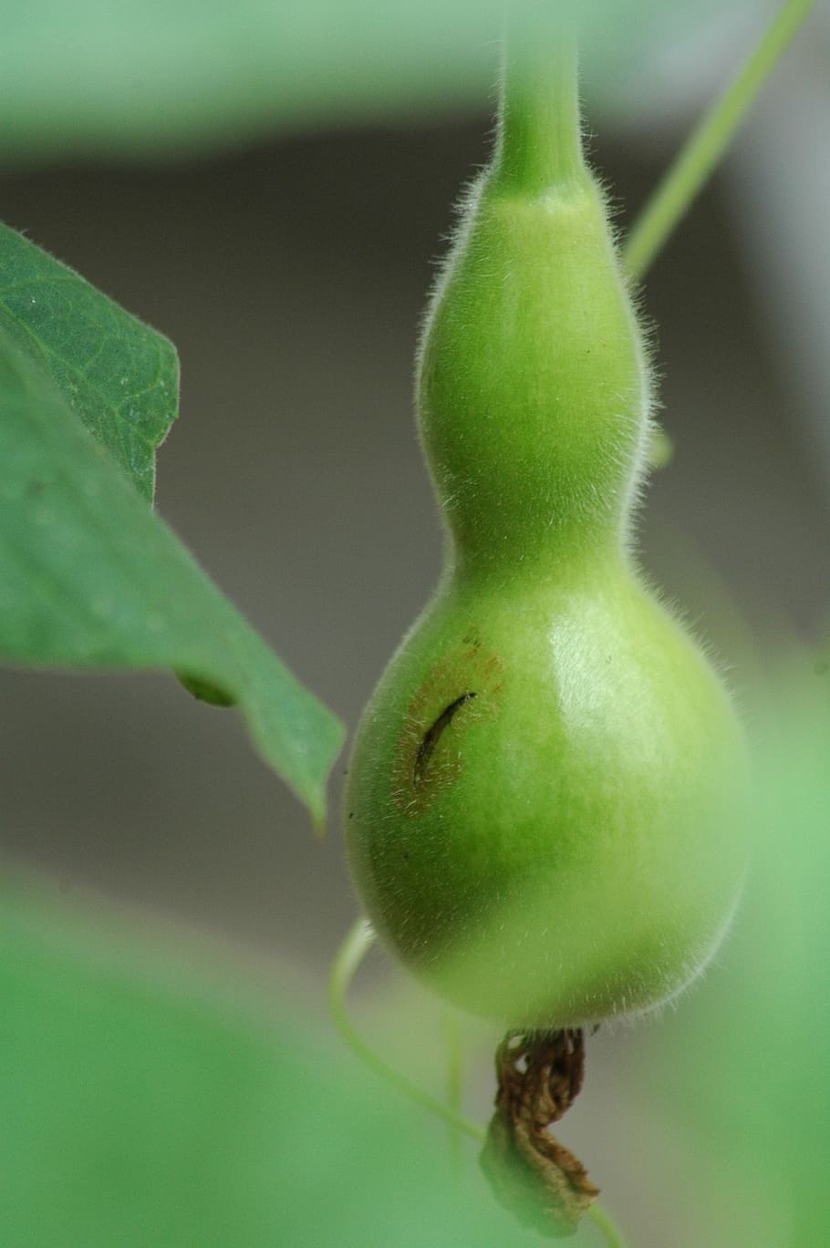 squash gourd, calebasse, green, yard, green color, close-up HD wallpaper