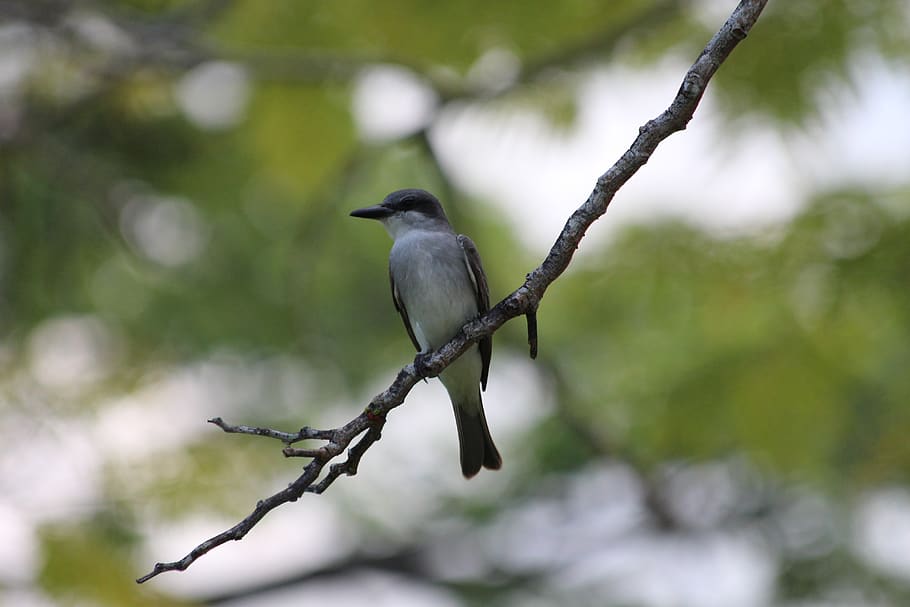 mockingbird, polyphonic mockingbird, the north american mockingbird, HD wallpaper