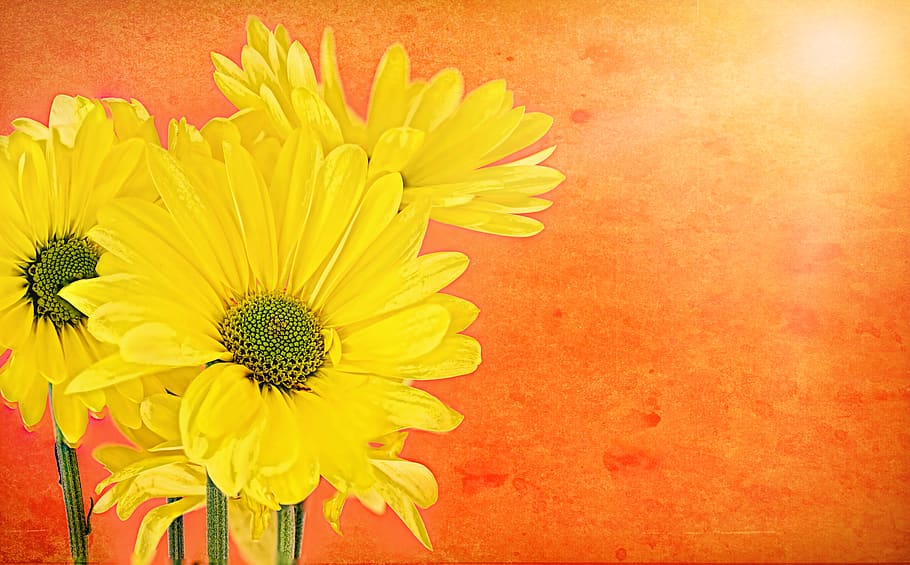 daisies, yellow, orange, text space, background, border, flower, HD wallpaper