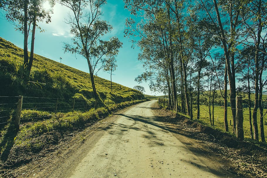 Gray Road With Green Leafed Trees Under Blue Sky, dawn, daylight HD wallpaper
