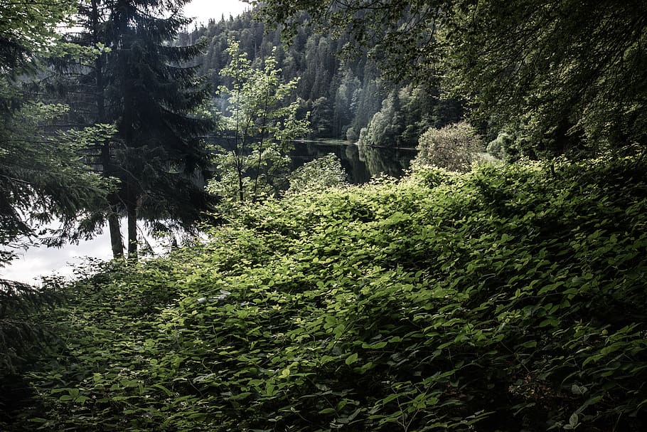 germany, black forest, summer, leaves, trees, light, sunlight HD wallpaper
