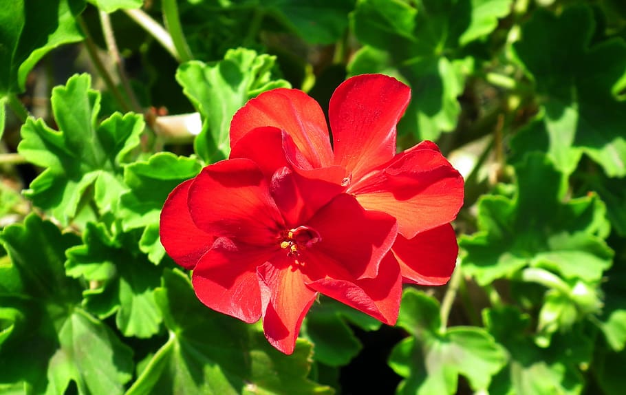 flower, geranium, red, summer, the petals, foliage, closeup HD wallpaper