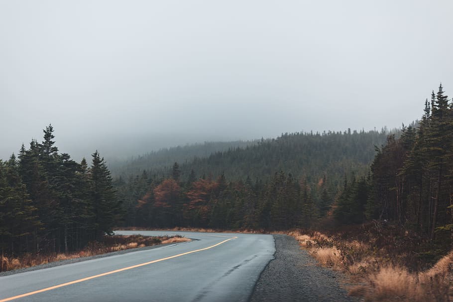 empty road between trees during daytime, water, autumn, fall HD wallpaper