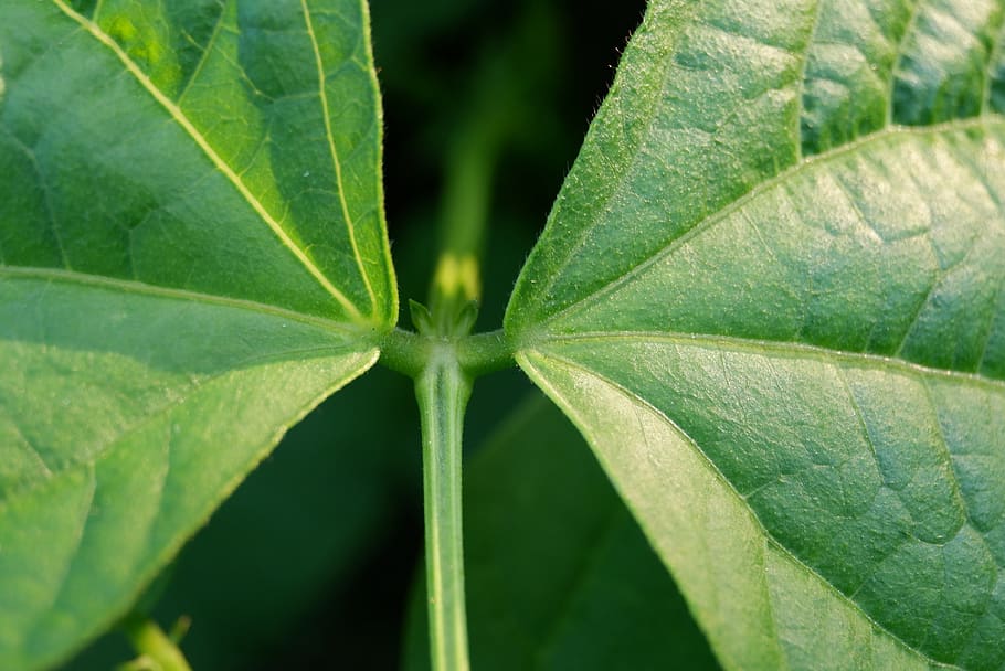 bush bean, leaf, garden bean, maria's beautiful, mary's beautiful HD wallpaper