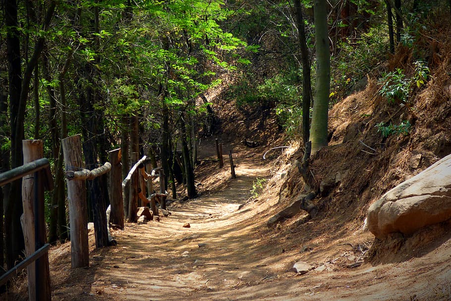 forest, tree, path, way, nature, hill, plant, direction, the way forward HD wallpaper