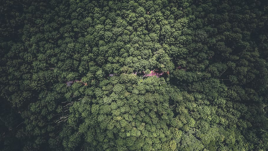 high-angle view of forest, green color, growth, plant, tree, day HD wallpaper