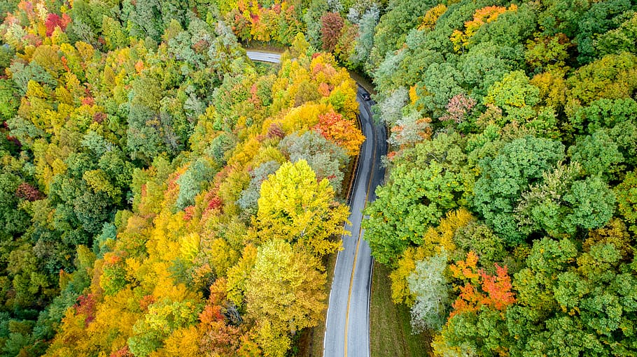 road between trees during daytime, nature, scenery, outdoors HD wallpaper