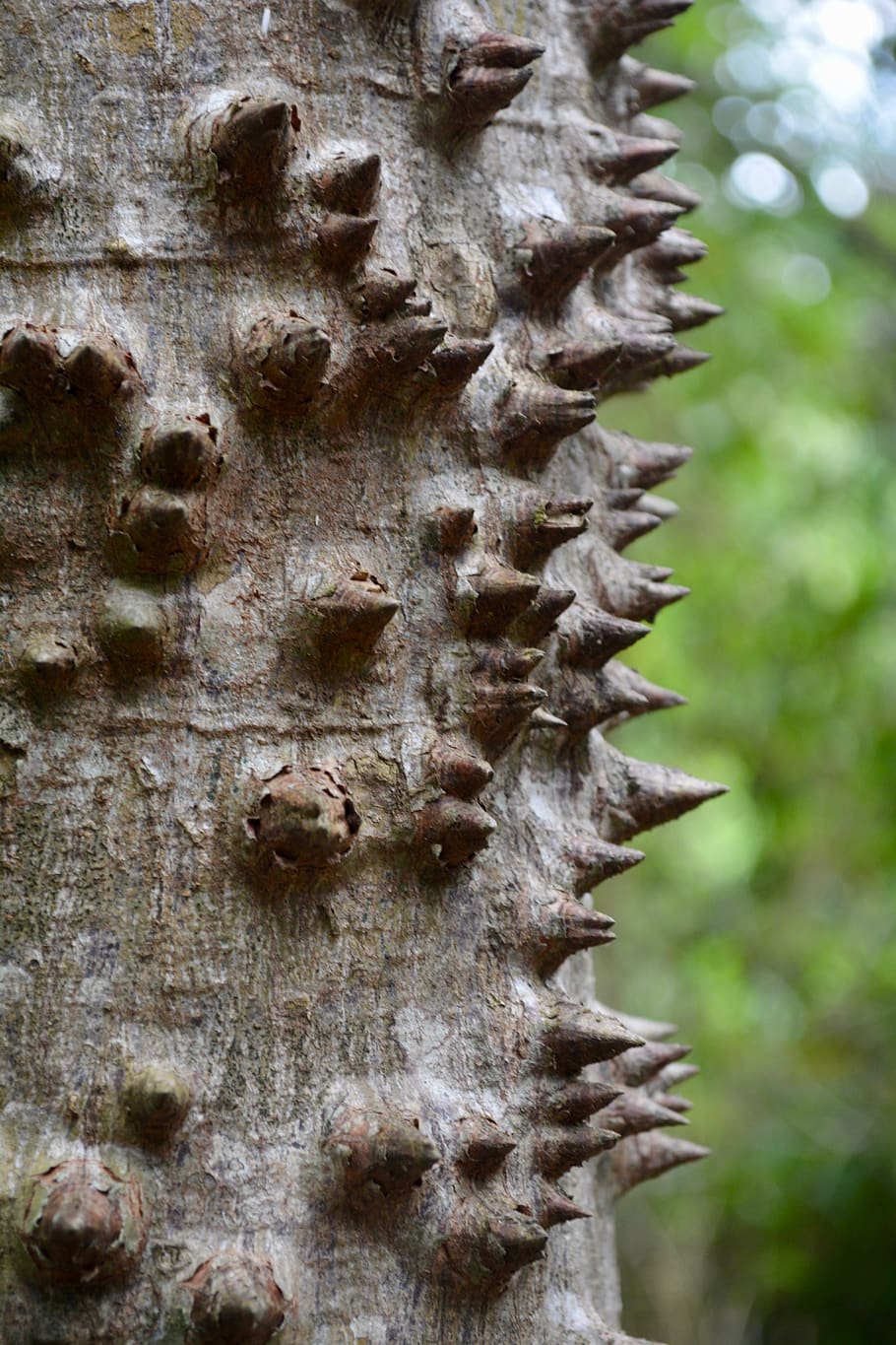 tree, bark, nature, wood, texture, old, structure, tribe, green HD wallpaper