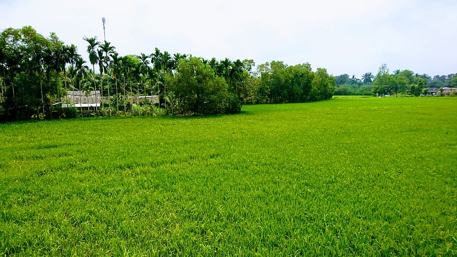 vietnam, rice, tree, field, rural, plant, green color, grass HD wallpaper