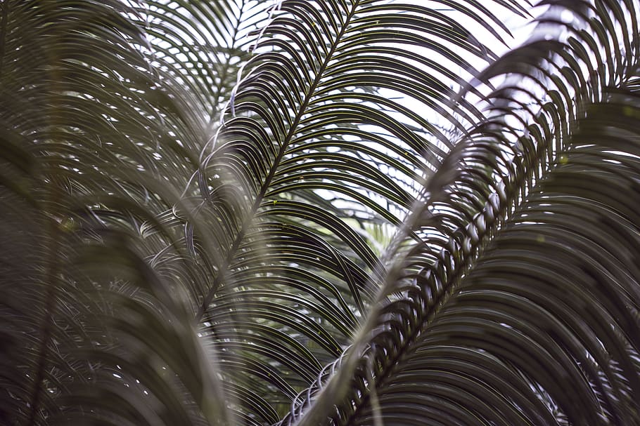 tree, jungle, tropical, exotic, leaces, green, evergreen, macro HD wallpaper