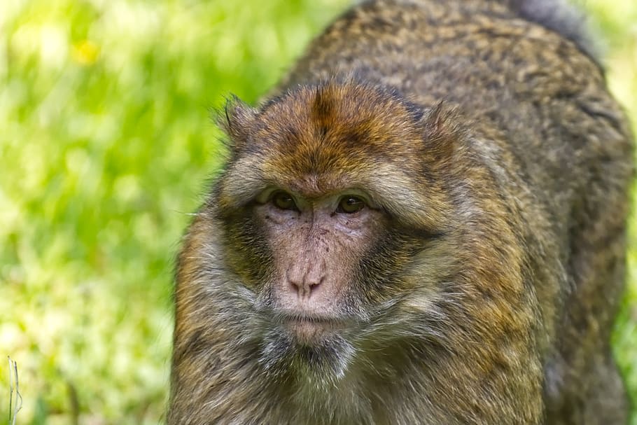 Hd Wallpaper: Barbary Ape, Endangered Species, Monkey Mountain Salem 