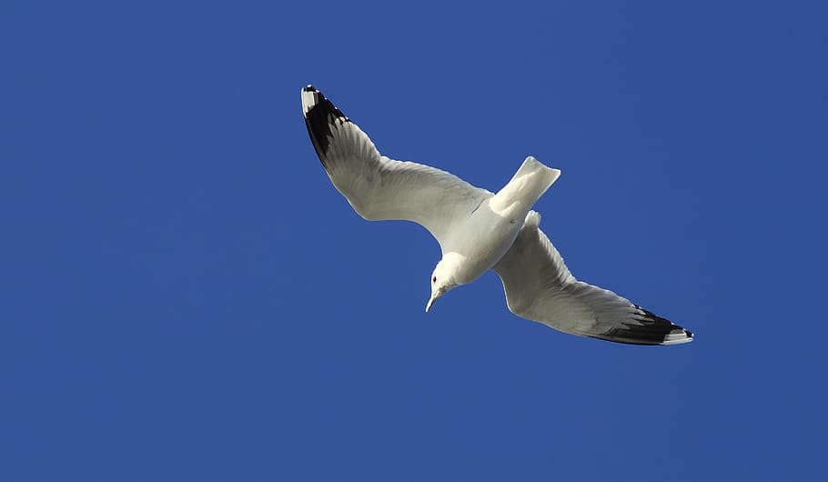 seagull, flying, dom, bird, wing, sky, seevogel, white, flight HD wallpaper