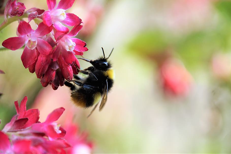 hummel, blossom, bloom, pollination, nectar, zierjohannisbeere HD wallpaper