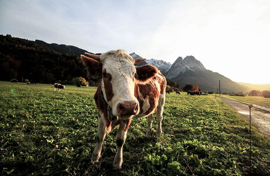 happy, cow, field, farm, animal, smile, photogenic, mountain, HD wallpaper