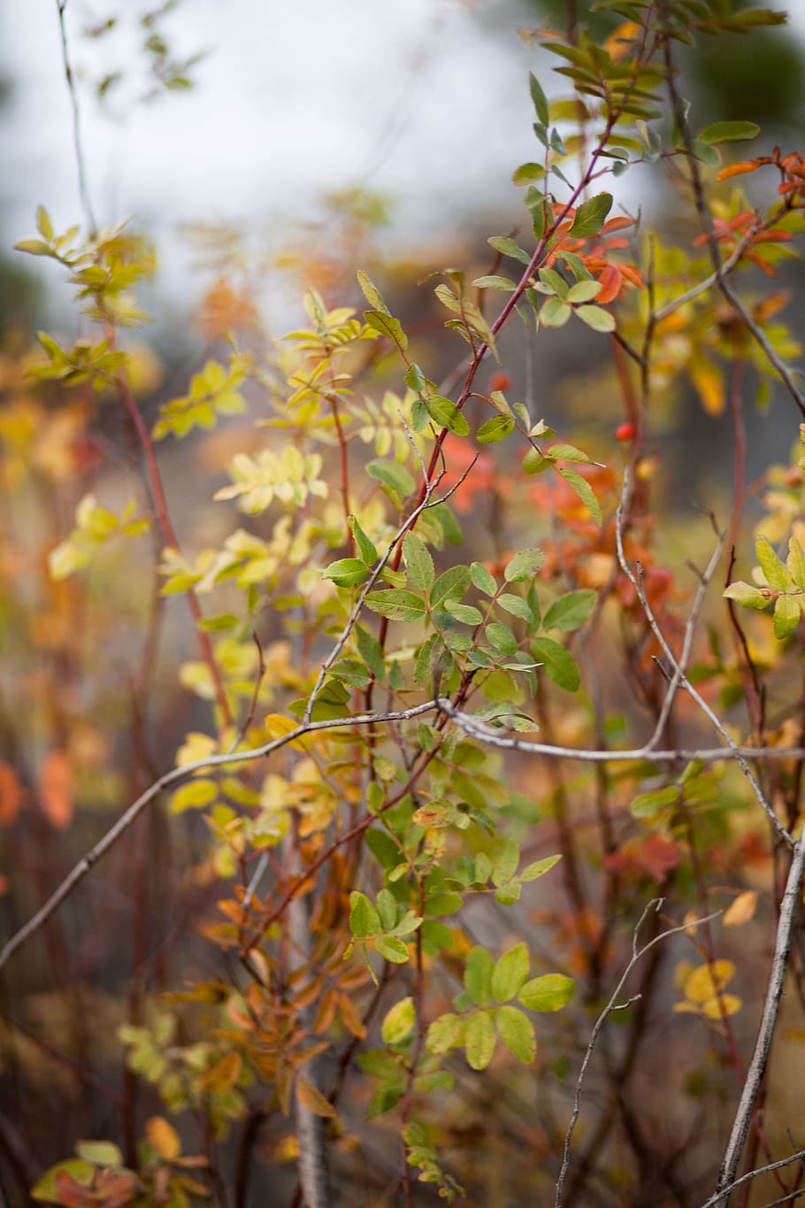 fall, autumn, tree, season, green, orange, background, twigs HD wallpaper