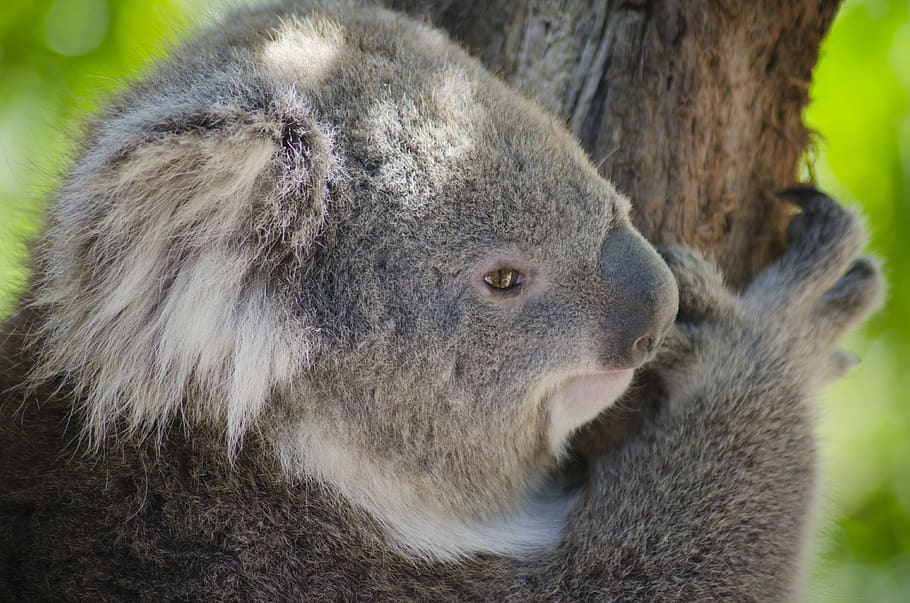 gray Kuala holding tree during daytime, animal wildlife, mammal HD wallpaper