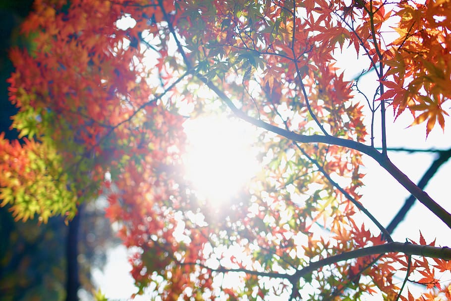 leaf, tree, plant, nature, autumn, sky, blur, sunshine, branch HD wallpaper