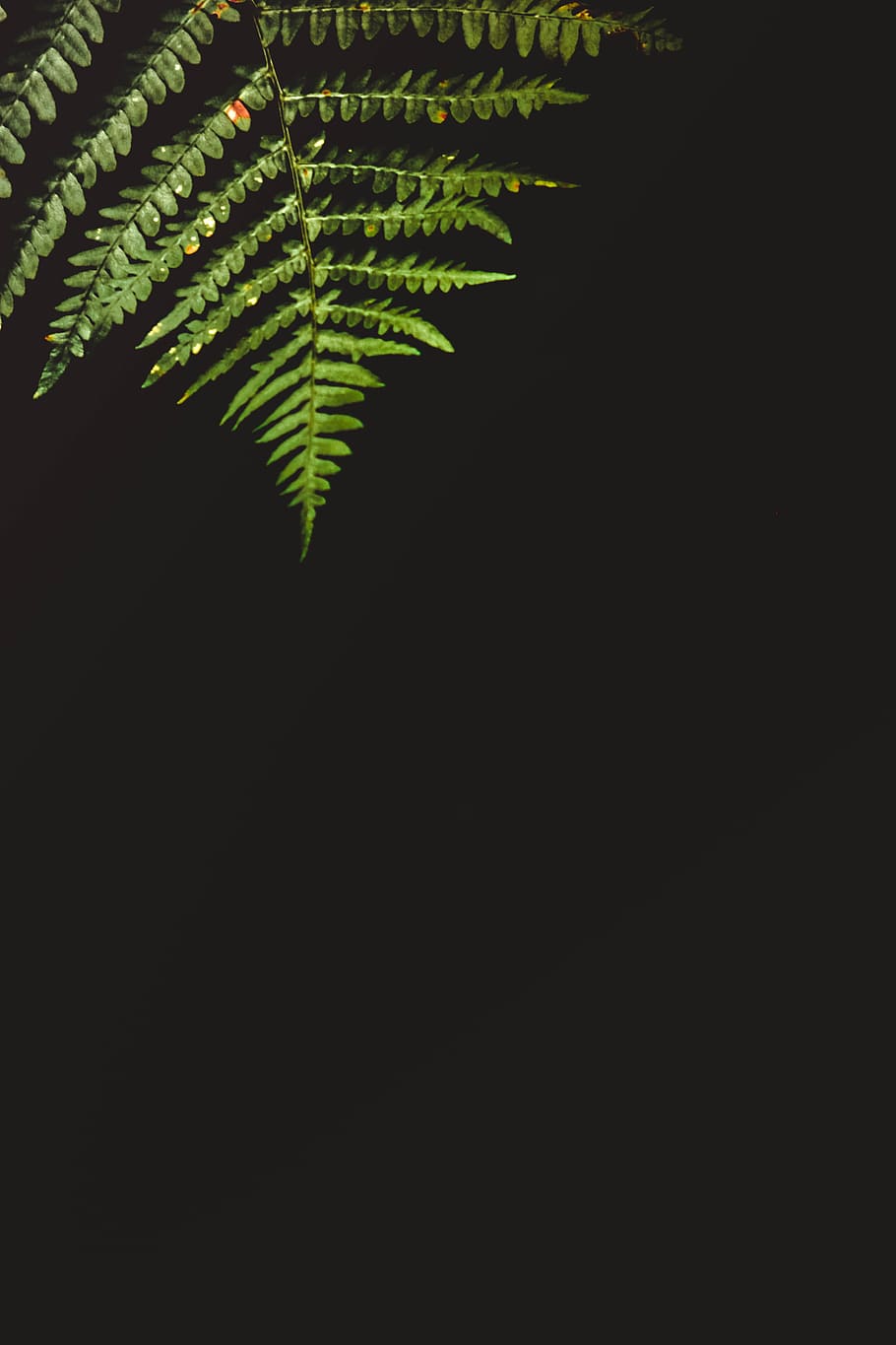 green leaf, plant, dark, frond, light, nature, fern, leaves, close up HD wallpaper