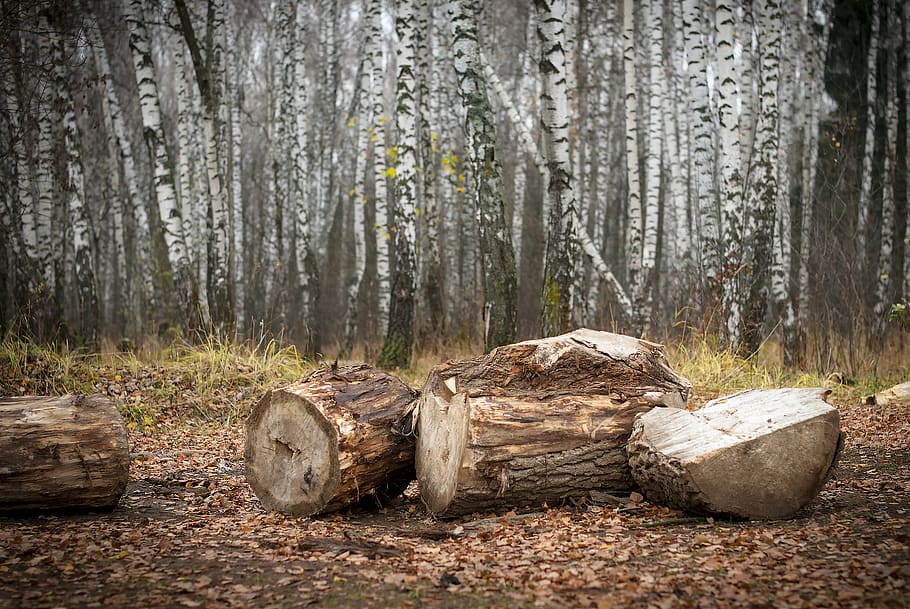 trees, forest, autumn, land, plant, woodland, tree trunk, timber HD wallpaper