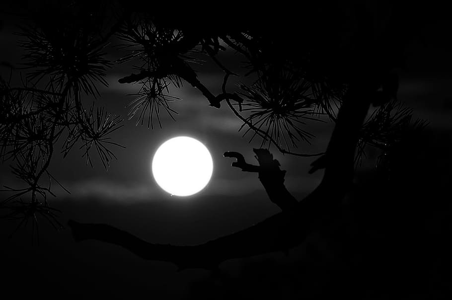 dark, night, black, moon, fullmoon, tree, nature, silhouette