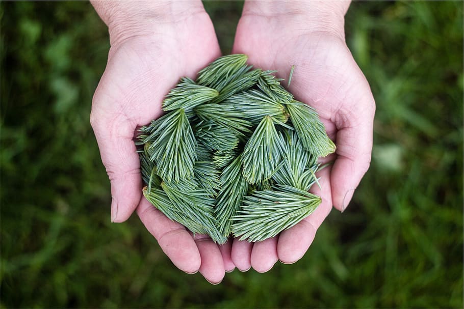 green, pine leaves, hands, human hand, human body part, green color HD wallpaper