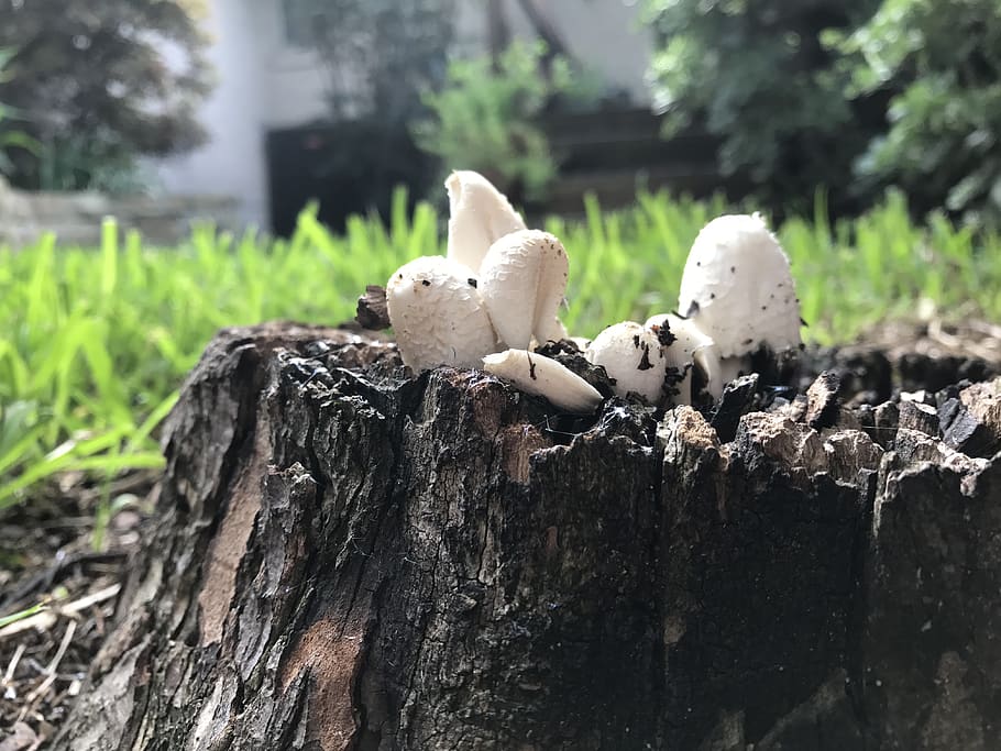 united states, trunk, tree, grass, mushroom, summer, spring HD wallpaper
