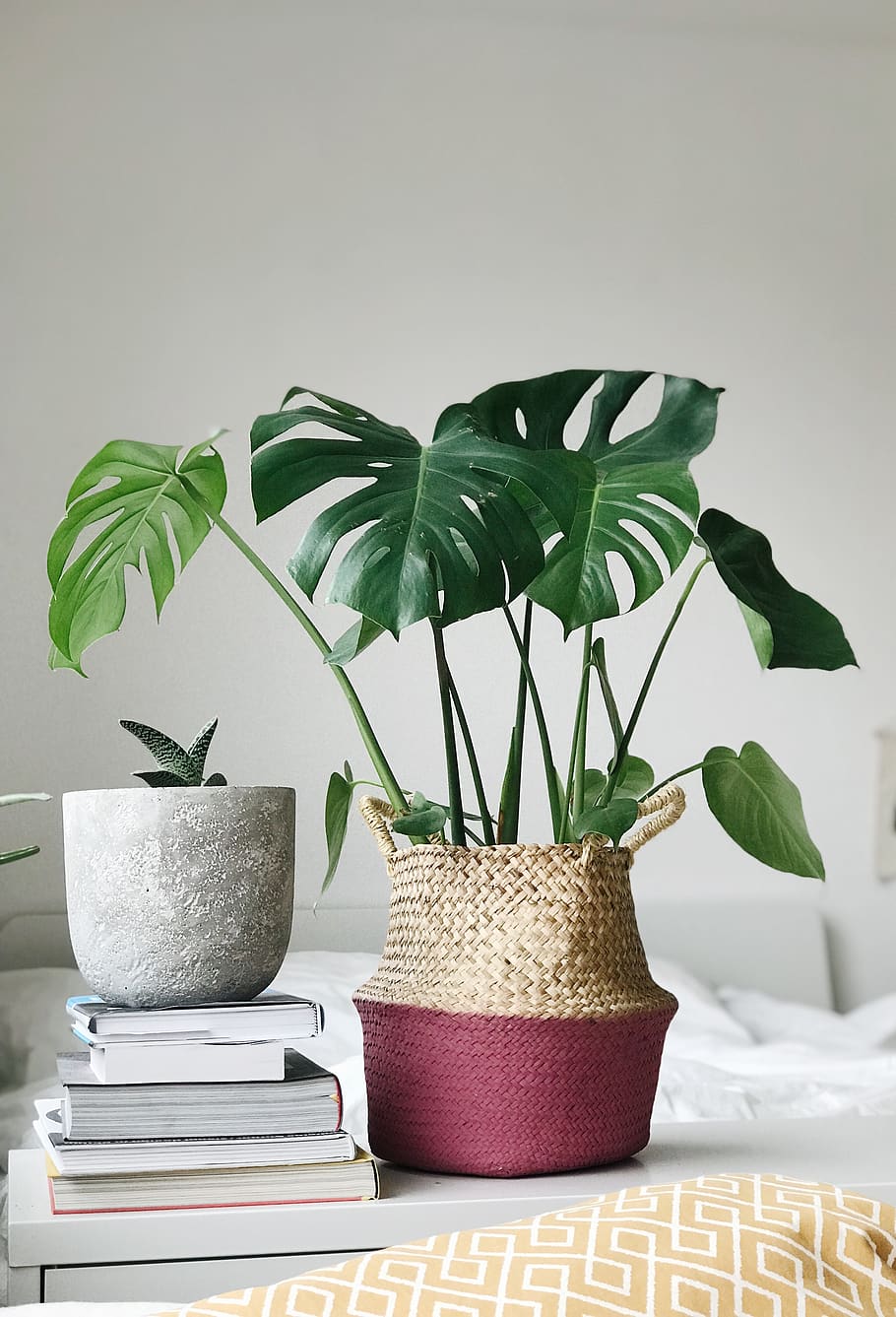 plant, leaf, blossom, flower, pot, furniture, anthurium, interior design, HD wallpaper