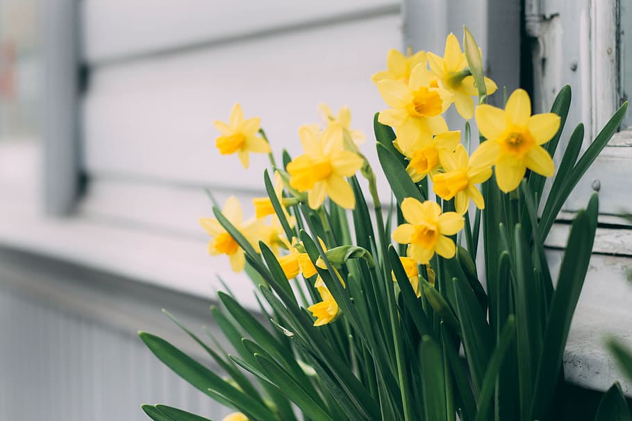 Close-Up Photography of Yellow Flowers, beautiful, bloom, blooming HD wallpaper