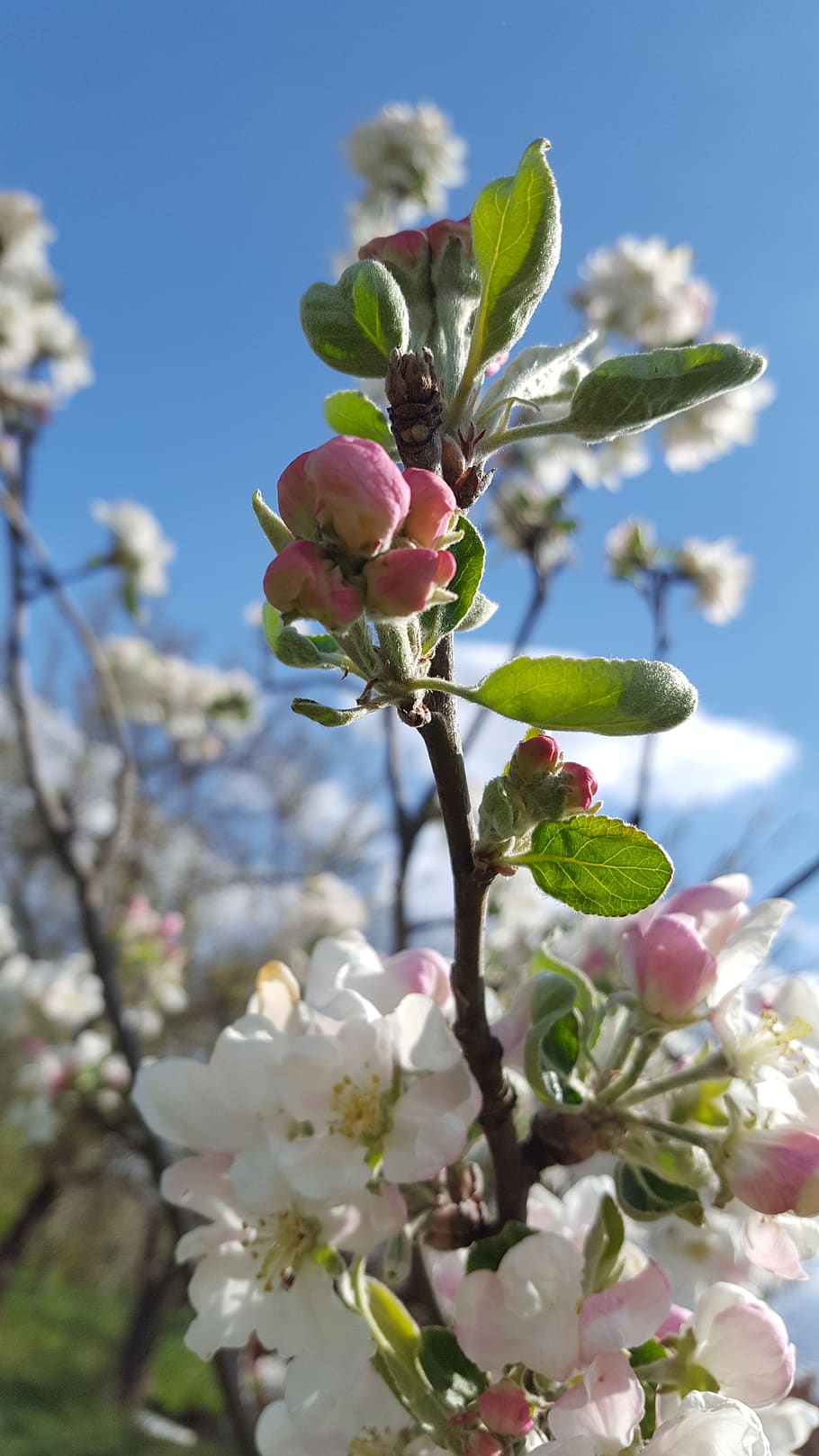 the sky, flowers, spring, flowering plant, fragility, growth HD wallpaper