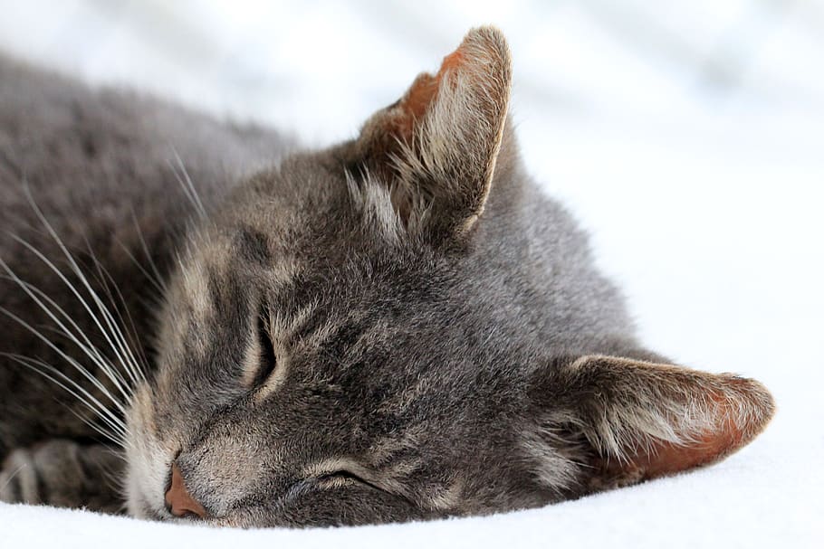 cat sleeping, pet, animal, mammal, manx, abyssinian, face, bed HD wallpaper