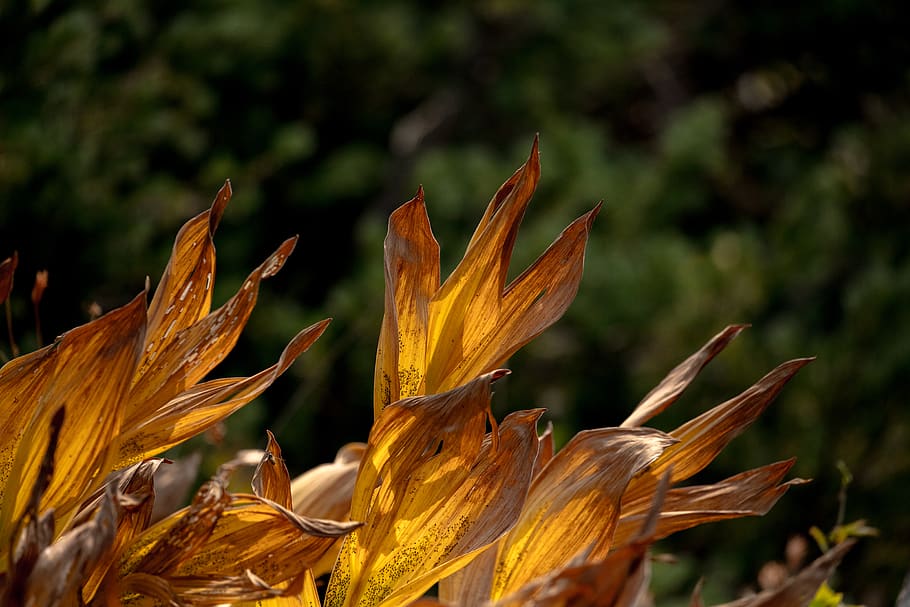 flowers, flames, contract, yellow, green, bokeh, canon, depth HD wallpaper