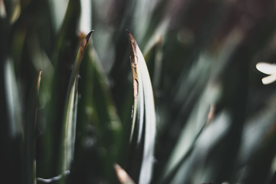 fern, tree, plant, green, nature, dark, leaf, leaves, travel HD wallpaper