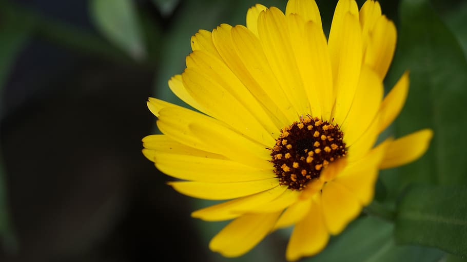 india, delhi, flowering plant, yellow, petal, freshness, fragility HD wallpaper