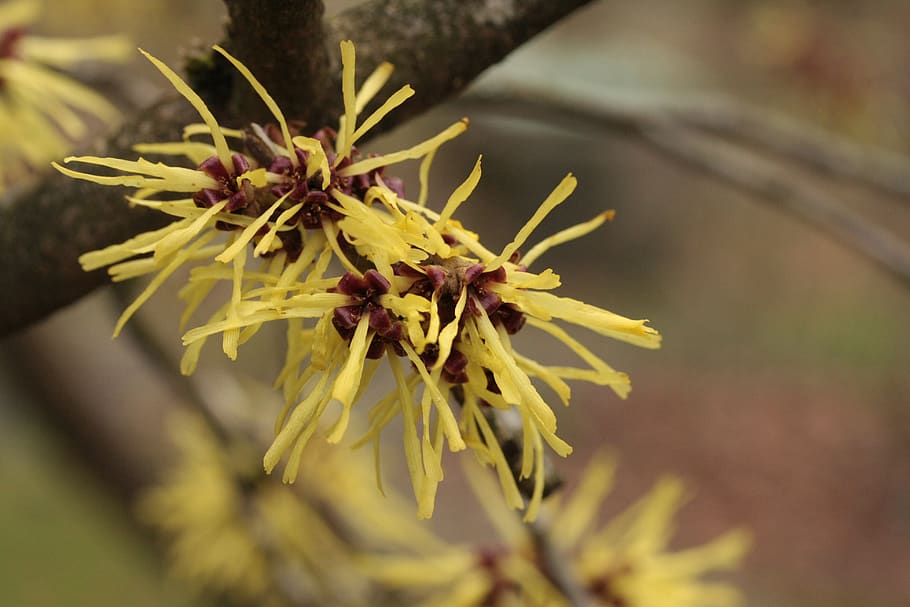 spring, bud, sprout, plant, flora, nature, macro, closeup, signs of spring HD wallpaper