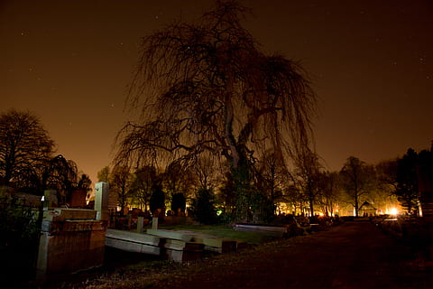 Tree Beside Bridge Under Starry Night, cemetery, dark, graveyard HD wallpaper