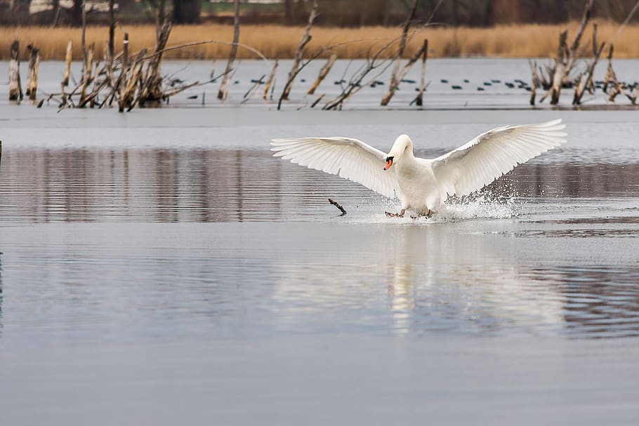 waters, bird, nature, winter, lake, swan, landing, animal themes HD wallpaper