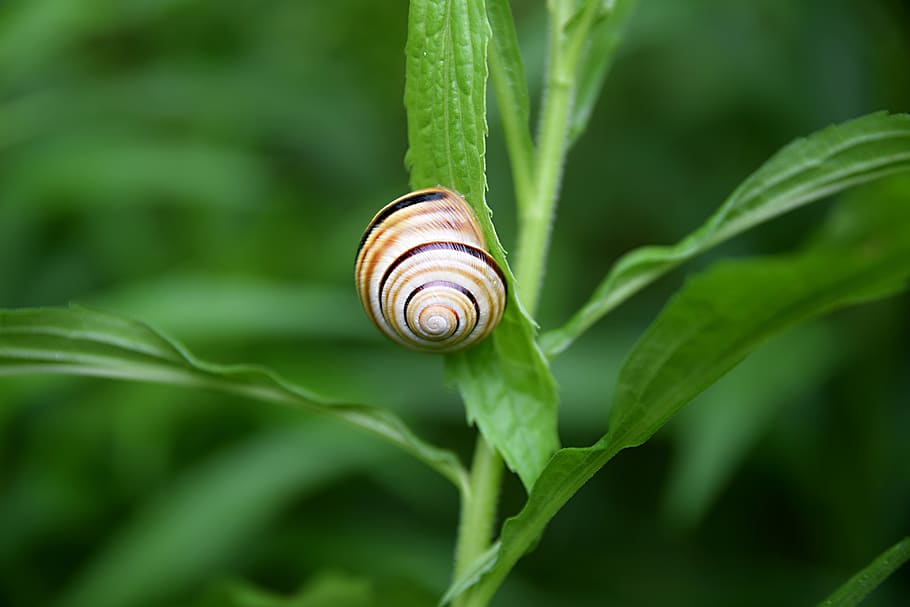 snail, summer, meadow, grass, nature, close-up, mäkkýš, animal wildlife HD wallpaper