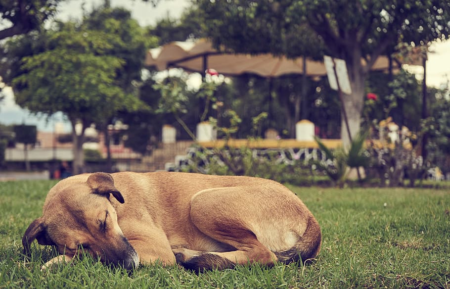 siesta, dog, sleep, animals, pet, naps, adorable, rest, tired, HD wallpaper