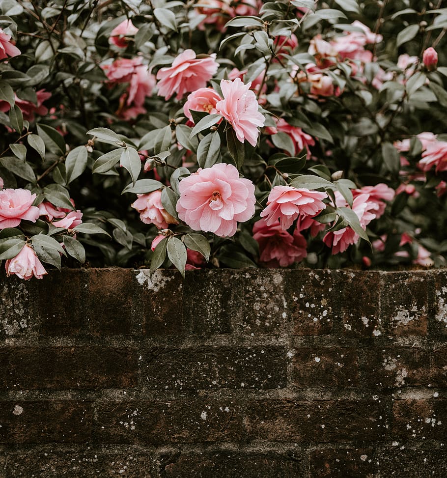 pink petaled flowers, flowering plant, beauty in nature, freshness HD wallpaper