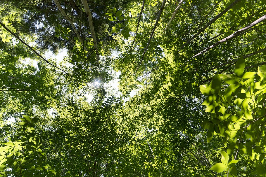 summer, tree, top, green, nobody, beautiful, nature, plant HD wallpaper