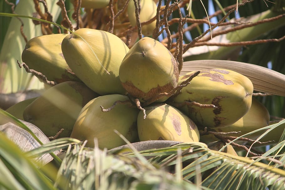coconut, tree, plant, leaves, nature, green, branches, bright HD wallpaper